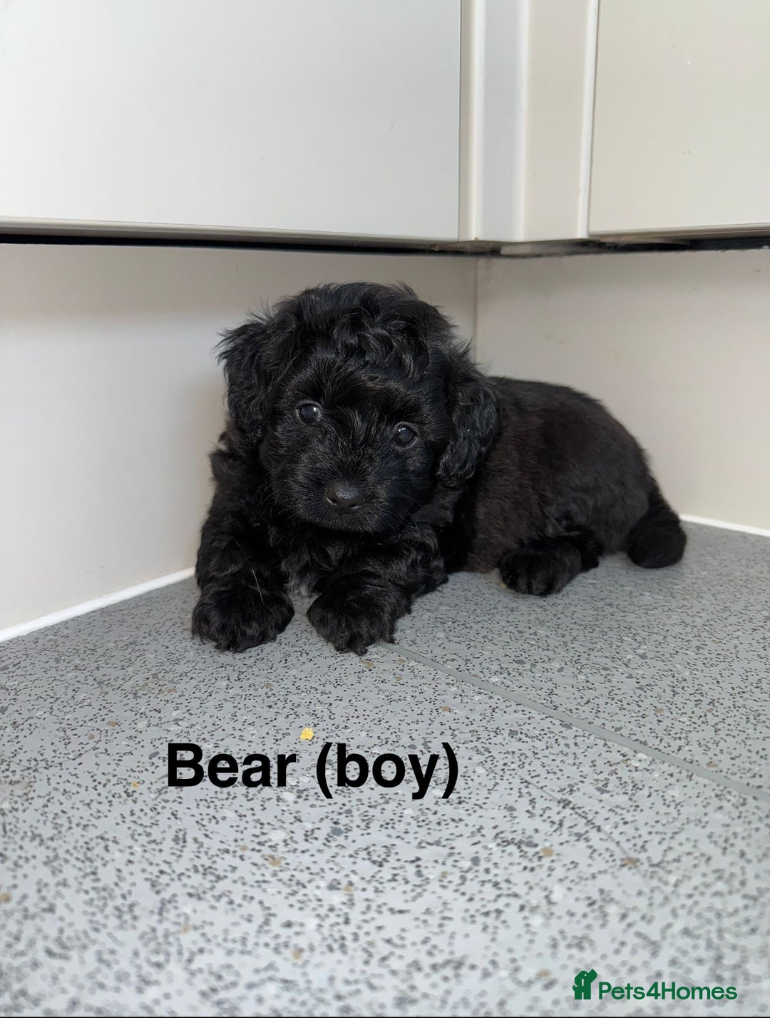 Mixed Breed dogs for sale: Poochon x chipoo small puppies - Image 3