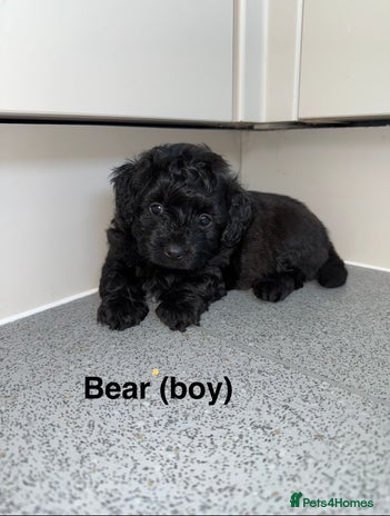 Mixed Breed dogs - Advert 1