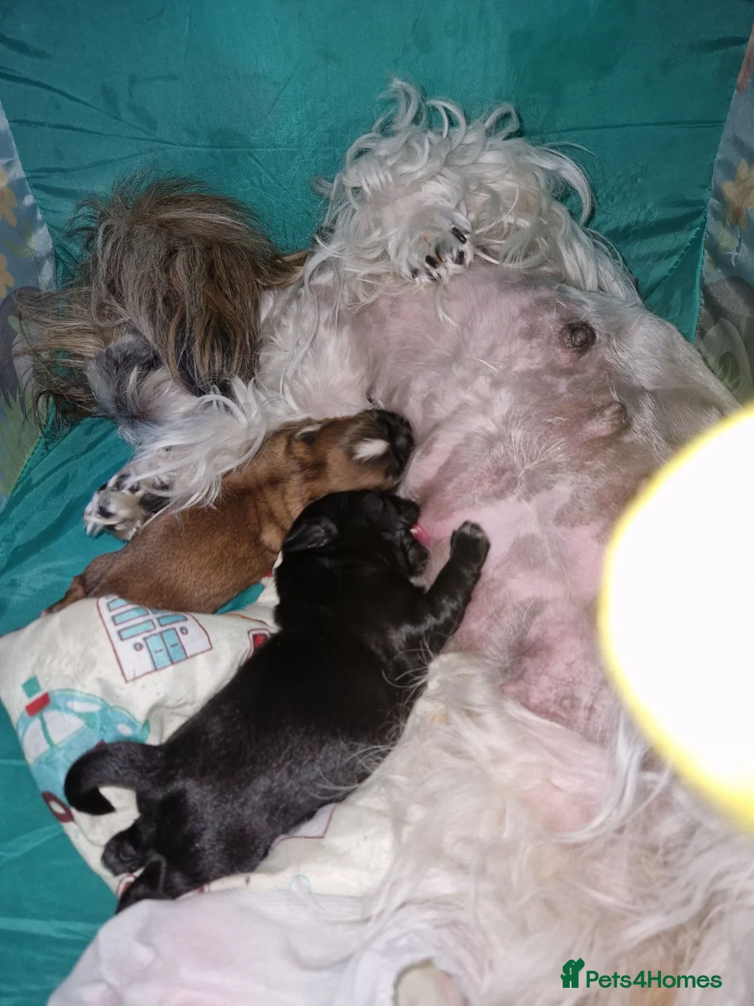 Shih Tzu dogs for sale: Imperial shih tzu male  - Advert 6