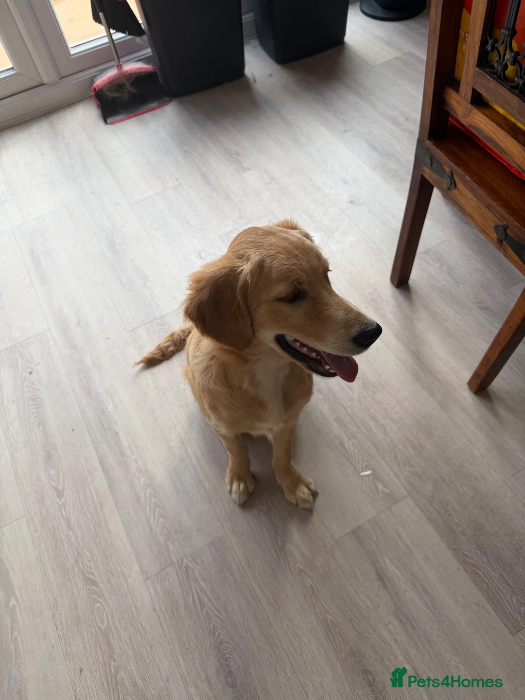 Golden Retriever dogs for sale: 6 month old female golden retriever  - Advert 2