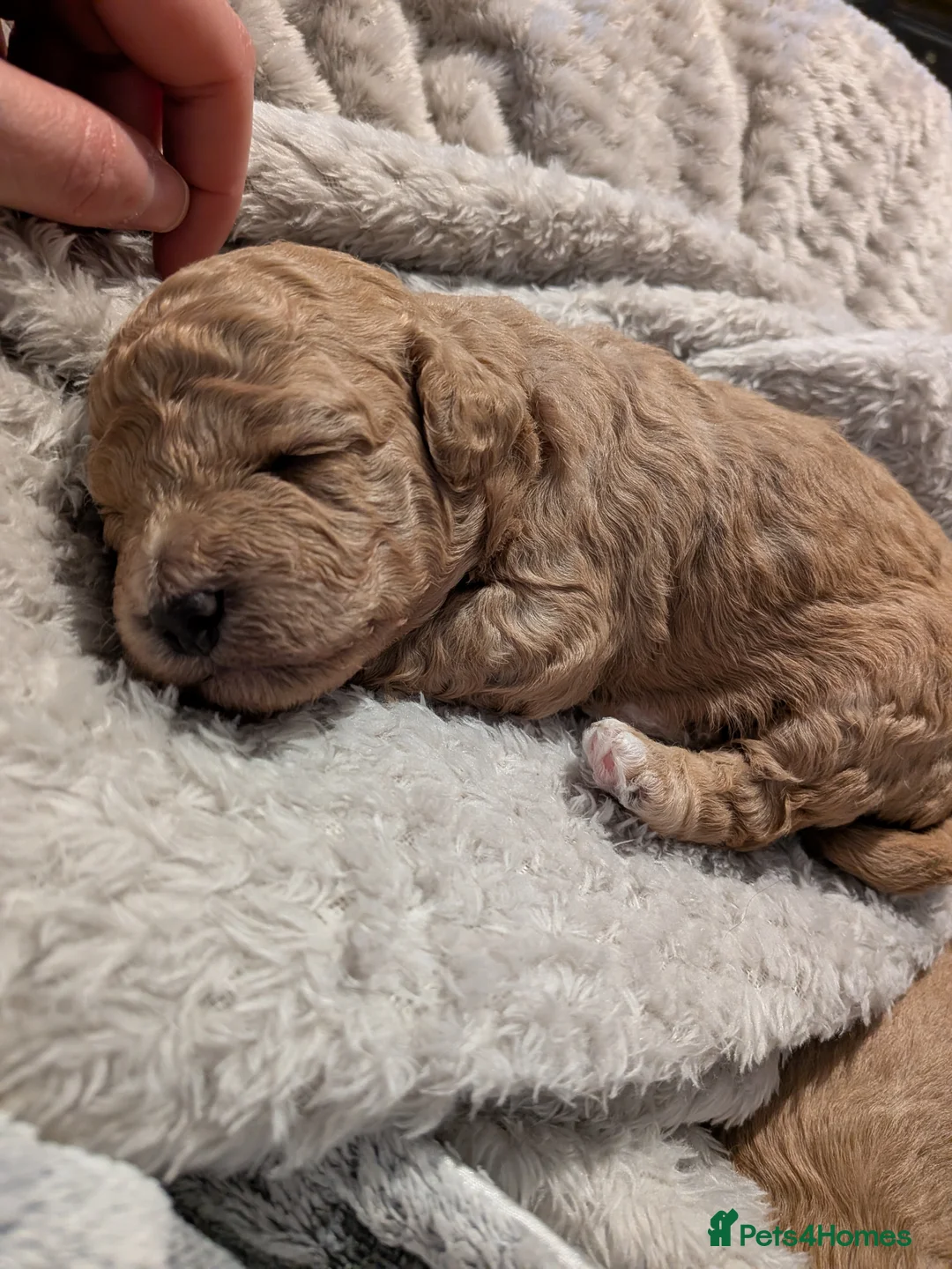 Lhasapoo dogs for sale: 4 gorgeous male lhasapoo puppies  - Advert 1