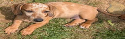 Dachshund dogs for sale: Gorgeous sausage dog puppies  - Advert 28
