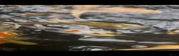 Koi Carp fish for sale: Koi Babies  in Herne Bay - Advert 4
