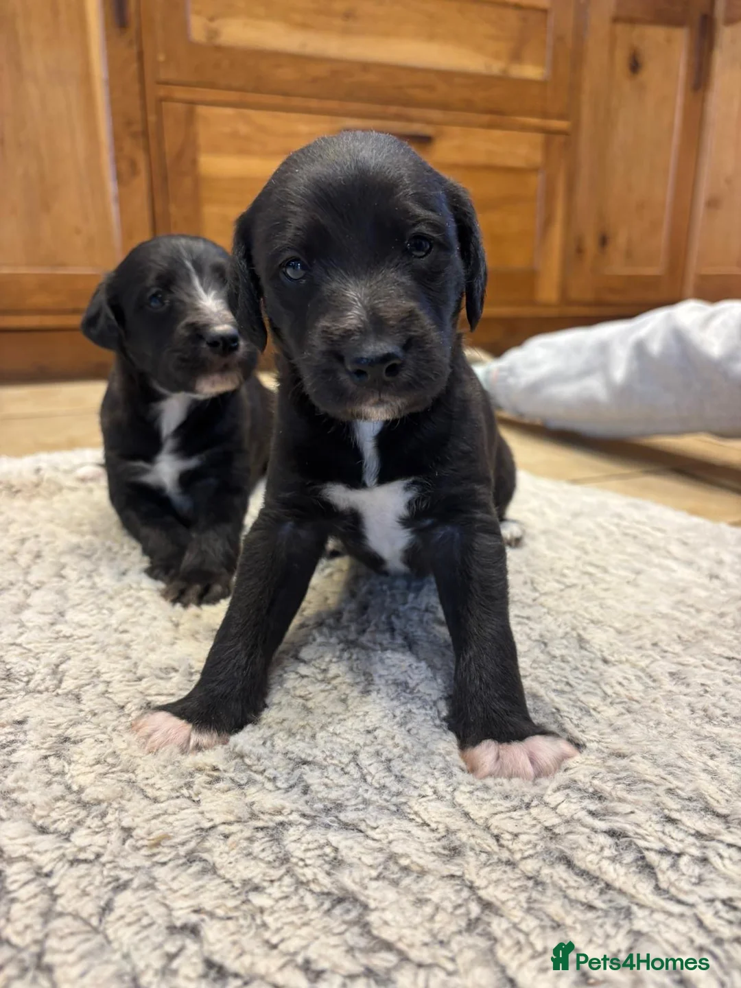 Mixed Breed dogs for sale: Bedlington Whippet Pups  - Advert 7