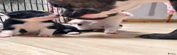 Mixed Breed dogs for sale: Collie x blue brindle American bulldog puppies in Insch - Advert 7