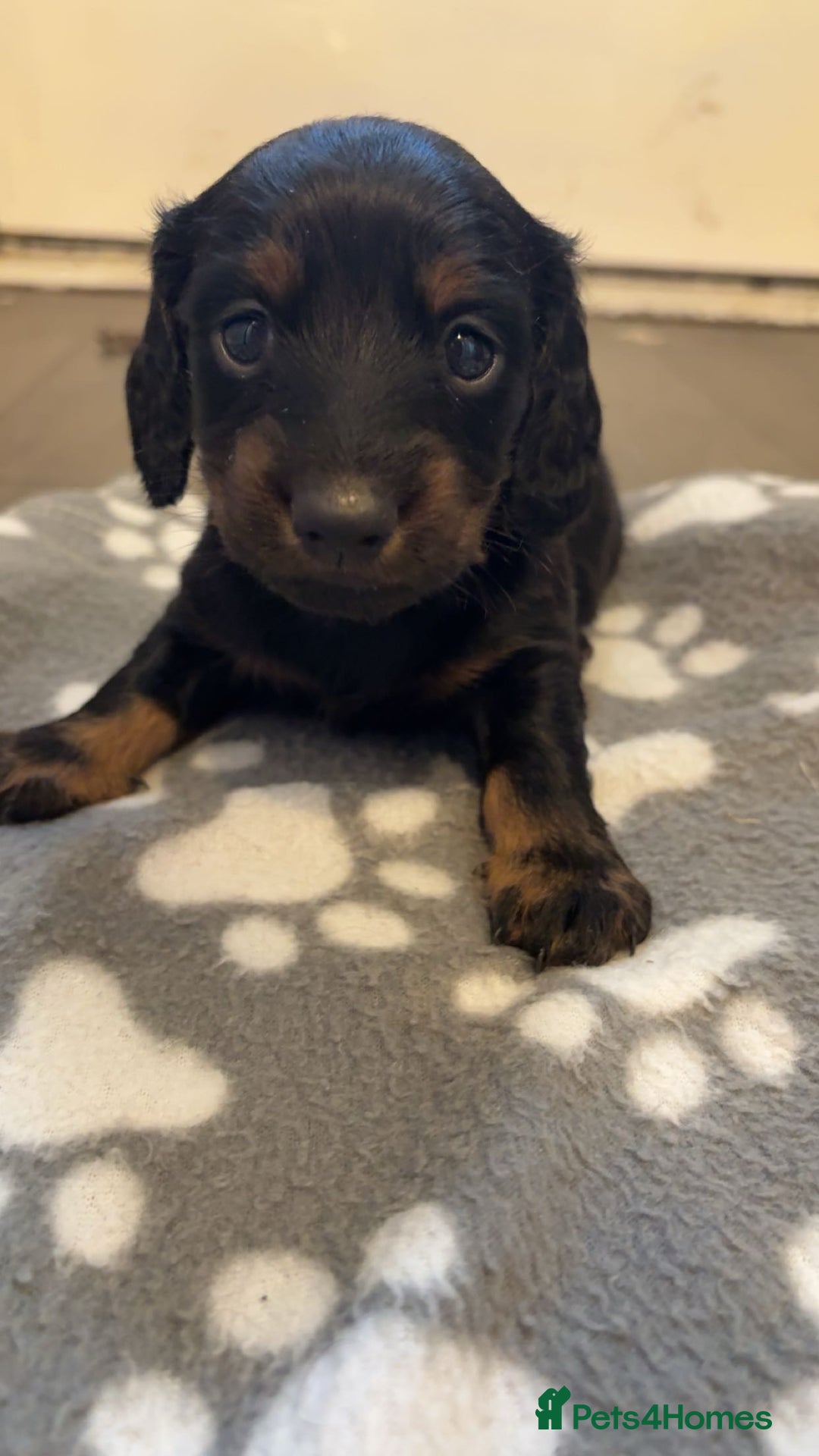 Dachshund dogs for sale: Long haired dachshund  - Image 7