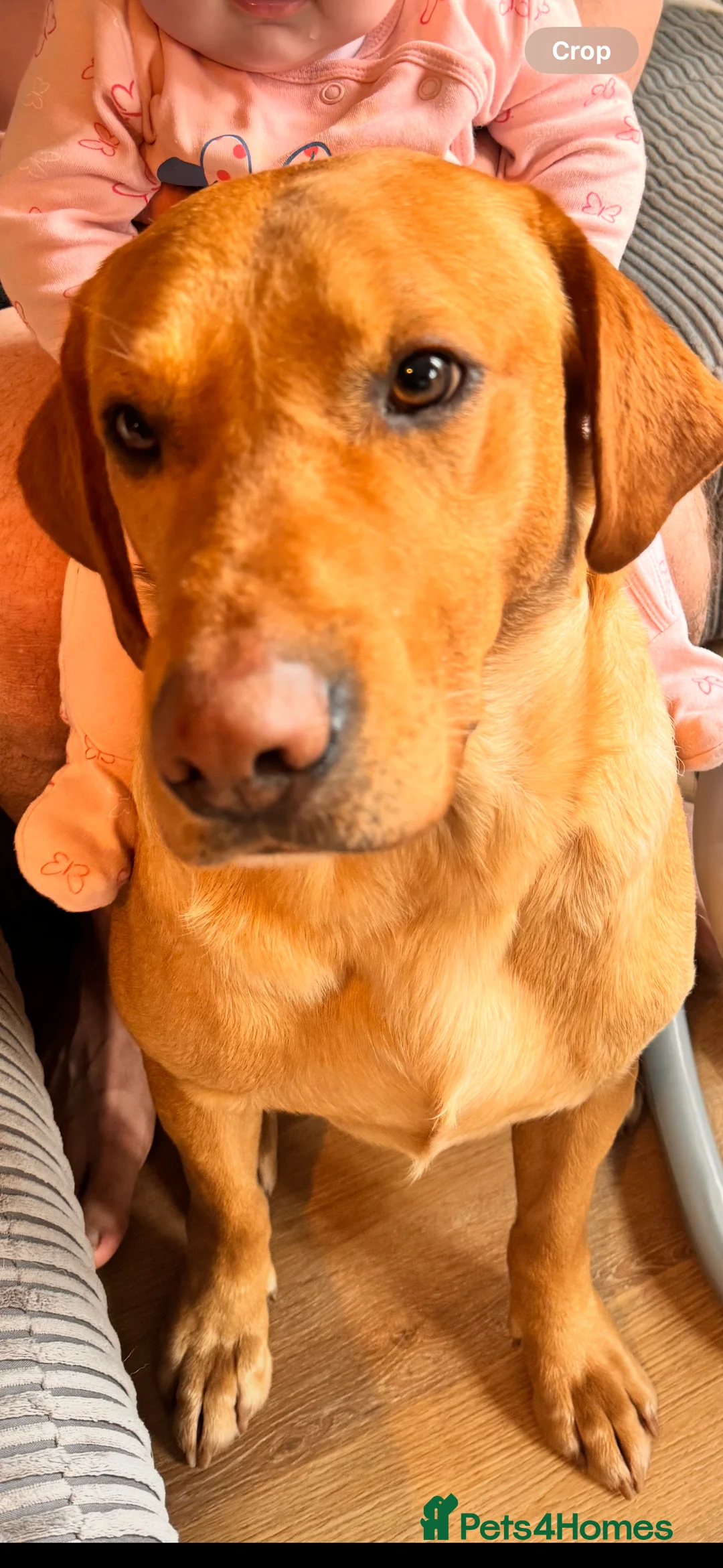 Labrador Retriever dogs for stud: Stunning Fox Red Labrador (Stud) PEDIGREE PROVEN - Advert 3