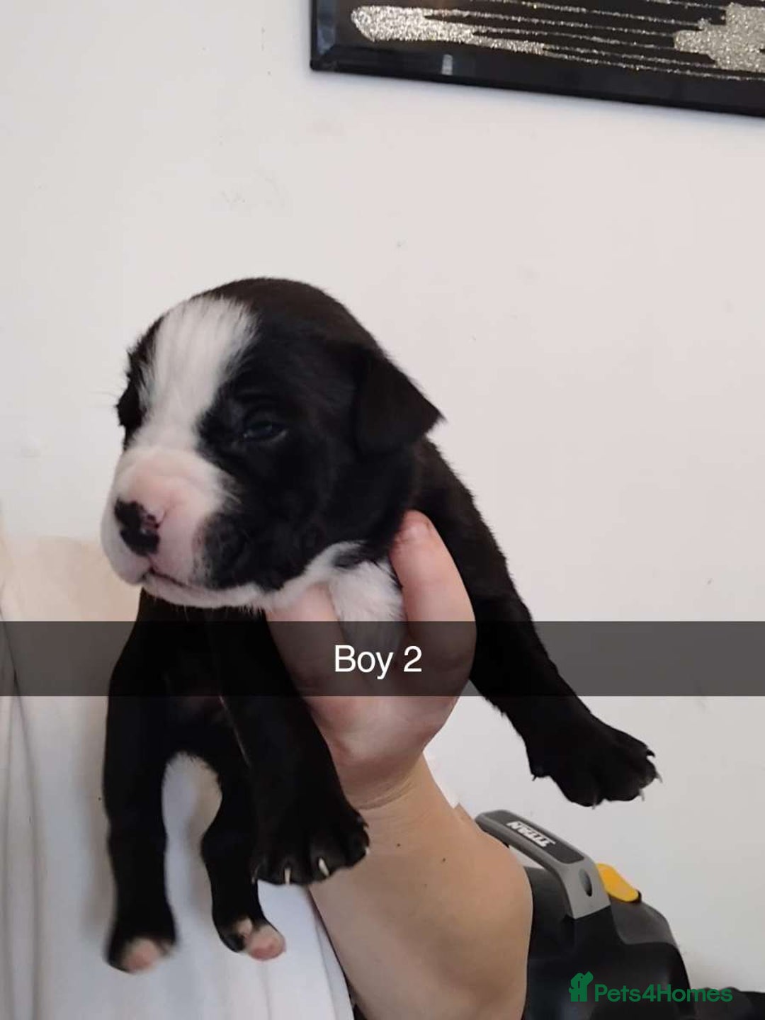 Mixed Breed dogs for sale: Beautiful mastiff cross pups - Image 5