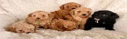 Maltipoo dogs for sale: Six beautiful Maltipoo puppies - Advert 1