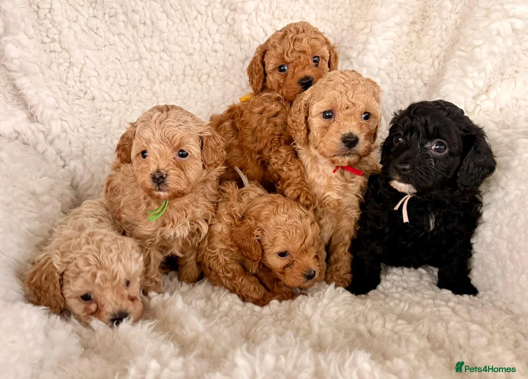 Maltipoo dogs for sale: Six beautiful Maltipoo puppies - Advert 1