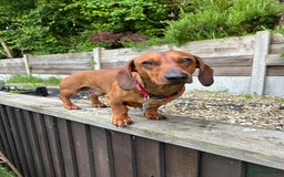 Dachshund dogs for stud: Gorgeous young Male MILO  - Image 3