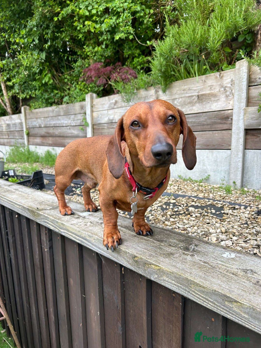 Dachshund dogs for stud: Gorgeous young Male MILO  - Image 3