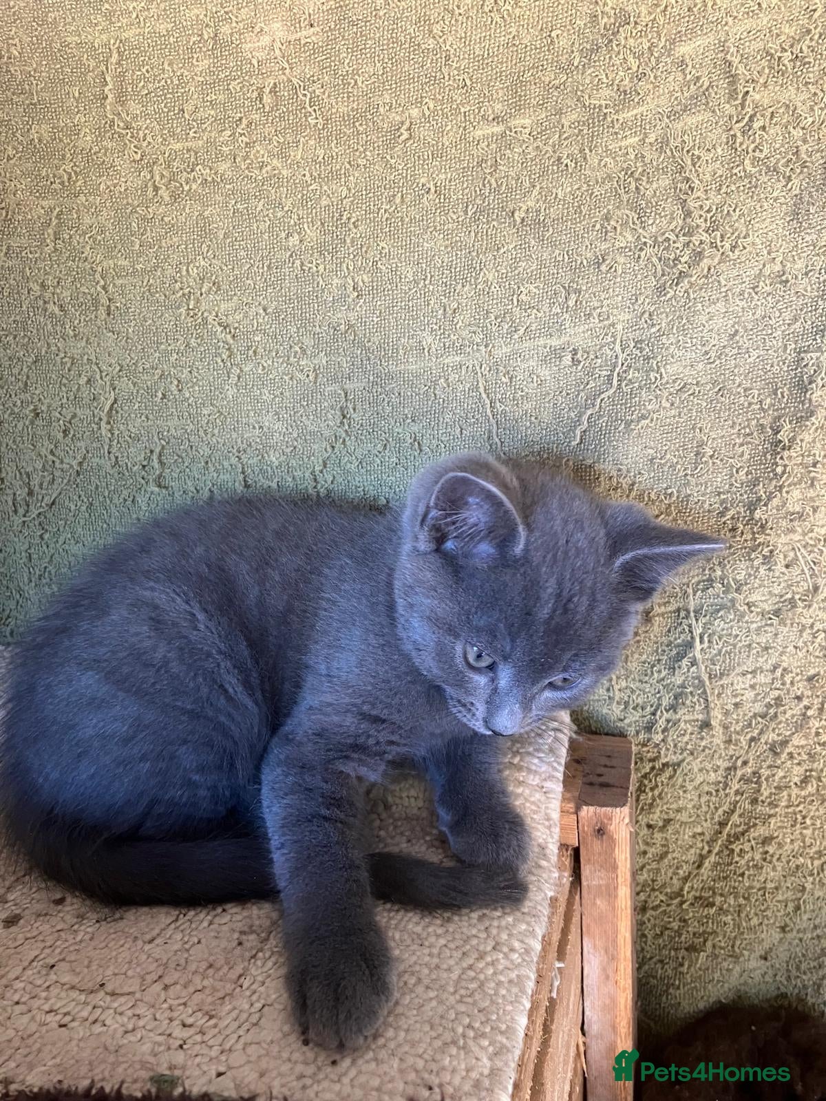 Mixed Breed cats Farm reared kittens - Advert 2