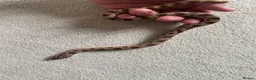 Mixed Breed reptiles for sale: Male Conda hognose - Advert 5