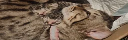 Mixed Breed cats for sale: Half Bengal kittens - Advert 4