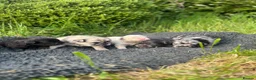 French Bulldog dogs for sale: Fluffy French bulldog puppies 🐕 in Winscombe - Advert 23