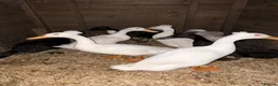 Ducks poultry for sale: Three ducks looking for a new home  in Stourbridge - Advert 3