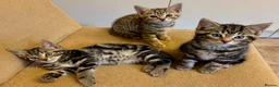 Savannah cats for sale: Stunning Savannah cross kittens, mum TICA reg - Advert 3