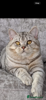 British Shorthair cats - Advert 11