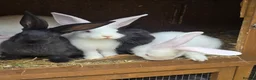 Continental Giant rabbits for sale: Continental Giant Rabbit Kits Bookings Now Open 🐰 - Advert 7