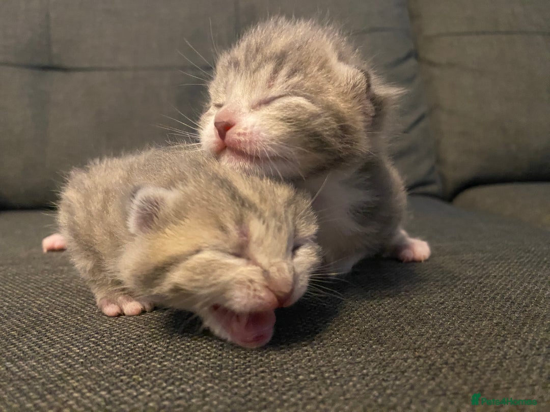 British Shorthair cats for sale: Grey British short hair kittens  - Image 1