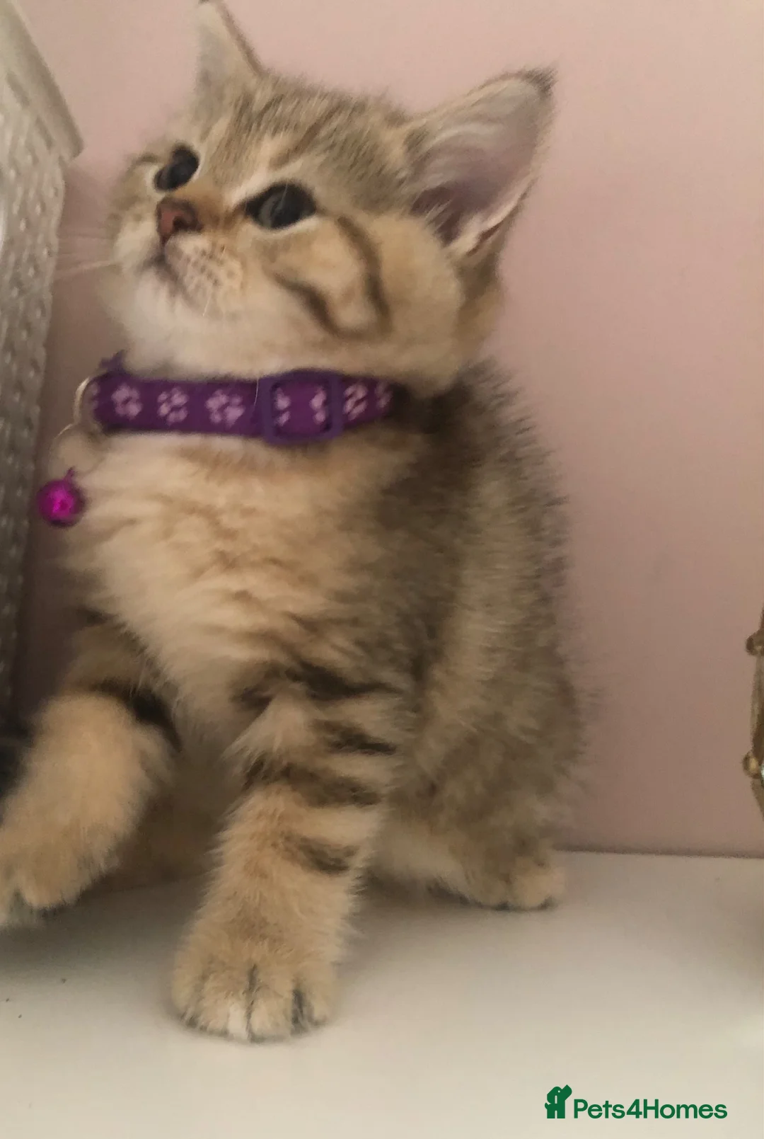 British Shorthair cats for sale: British shorthair kittens  - Advert 32