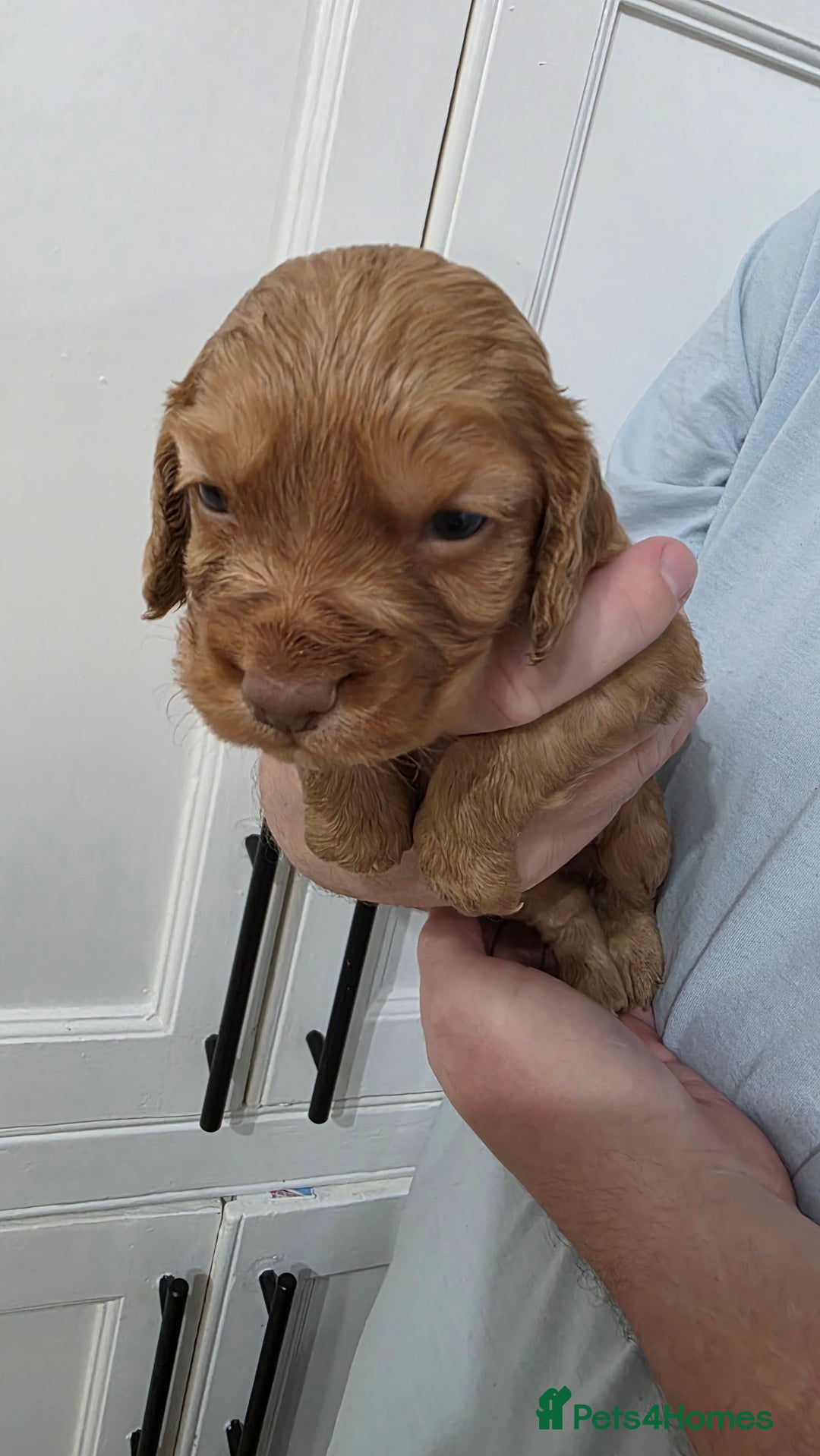 Cocker Spaniel dogs for sale: Working Cocker spaniel puppies - Advert 12