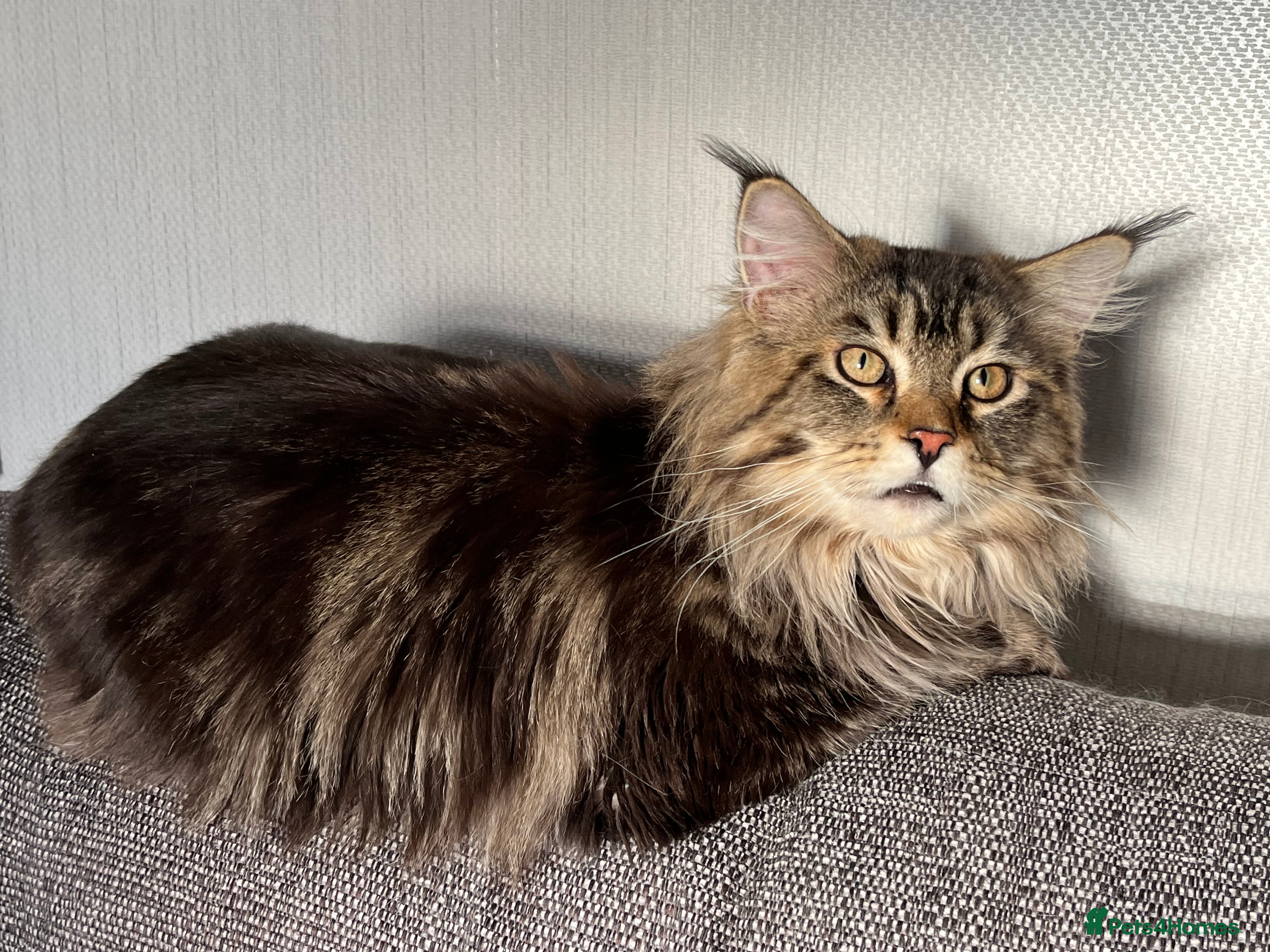 Mixed Breed cats Maine Coon Mix Classic Tabby Sweetest Purring Boy  - Advert 1