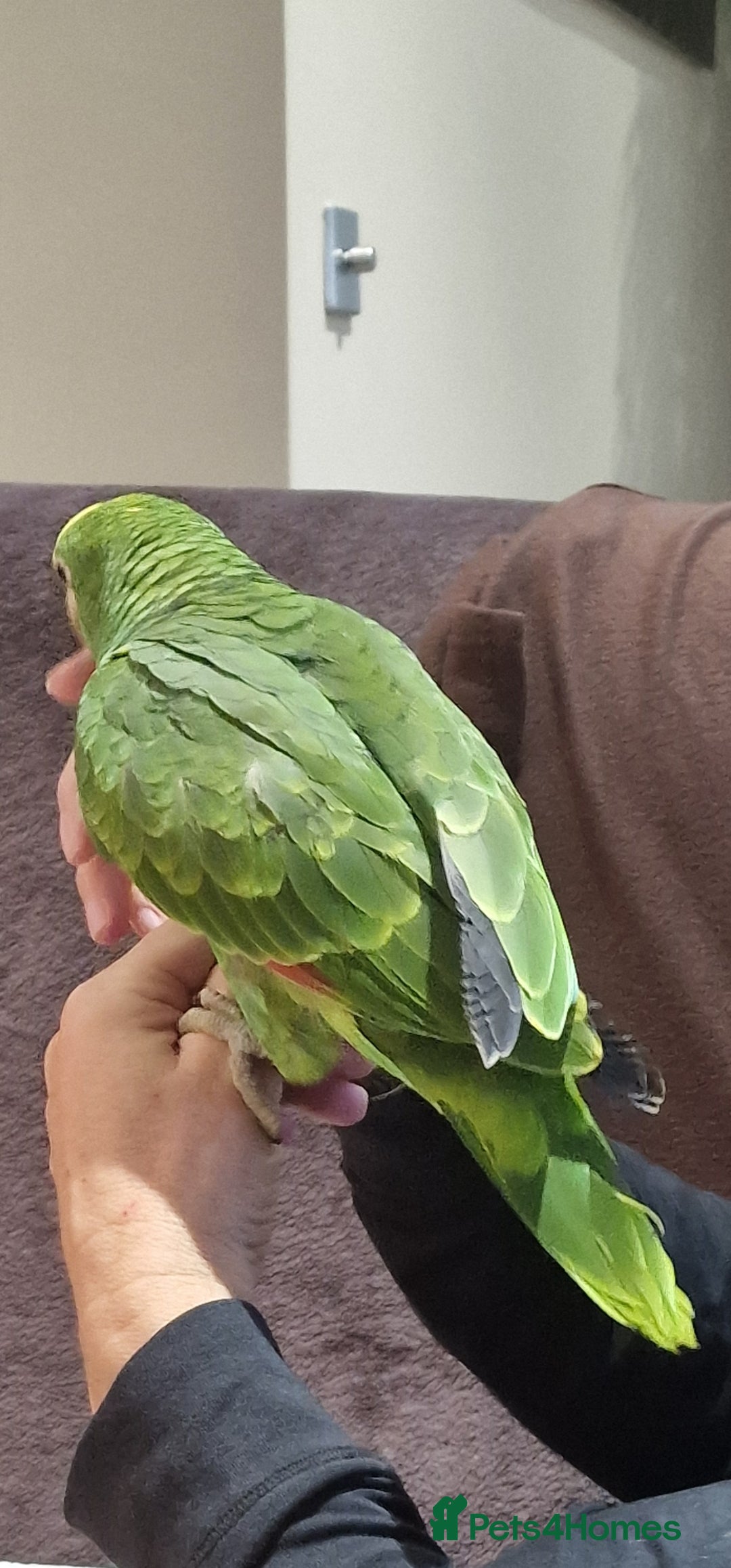 Parrots birds for sale: Yellow Headed Amazon Baby Parrot - Image 1