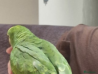 Parrots birds - Advert 1