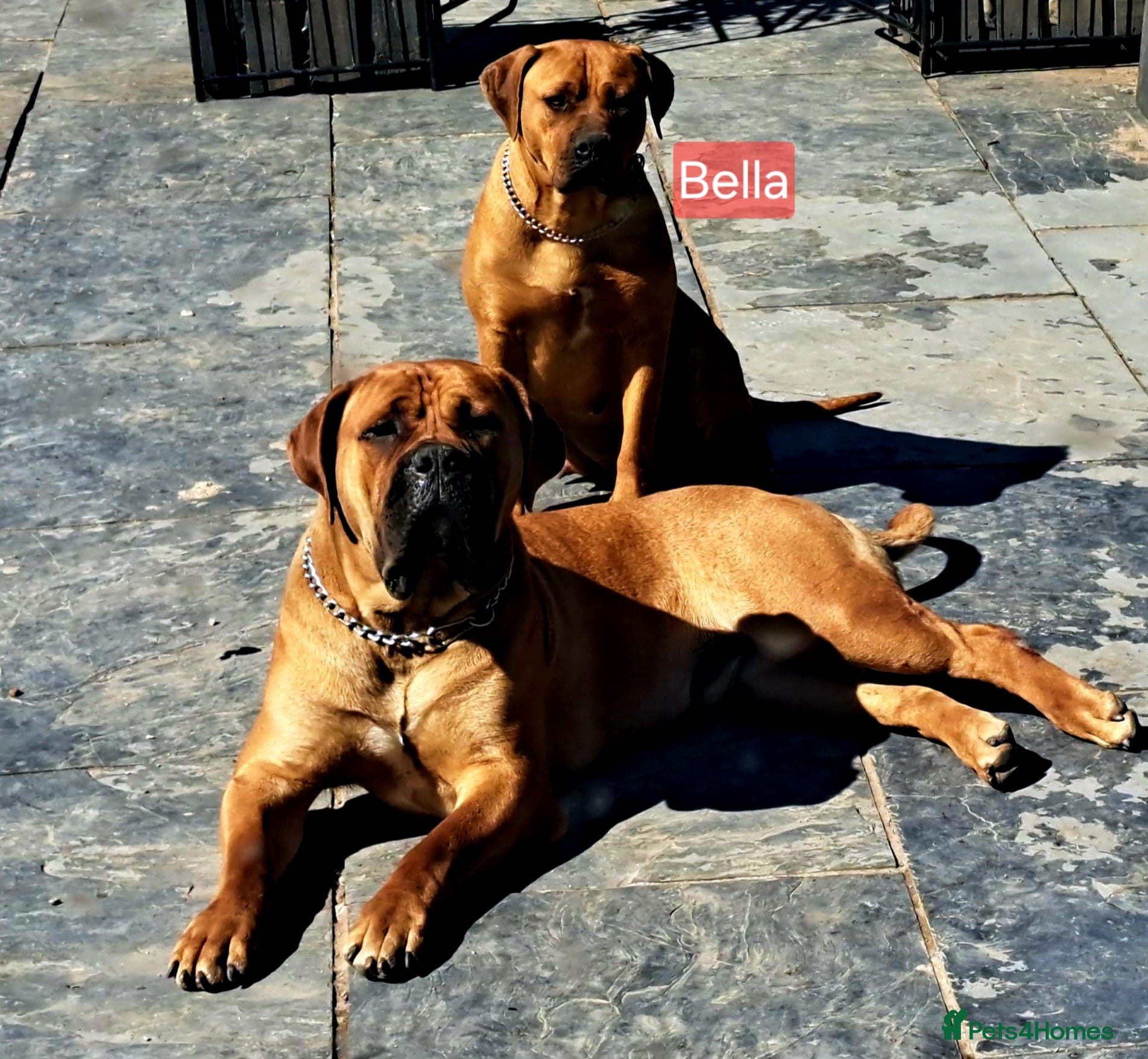 Boerboel dogs Boreboel Waiting List August 2026 - Advert 1