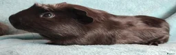 Guinea Pig rodents for sale: Cute pair of boys guinea pigs ready now  - Advert 2
