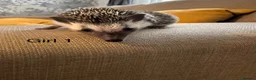 Pygmy Hedgehog rodents for sale: 2 x baby girl hedgehog - Advert 2