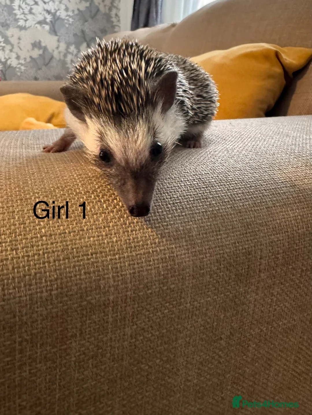 Pygmy Hedgehog rodents for sale: 2 x baby girl hedgehog - Advert 2