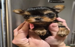 Yorkshire Terrier dogs for sale: 💝Beautiful Miniature Babies from 250g💝 - Image 5