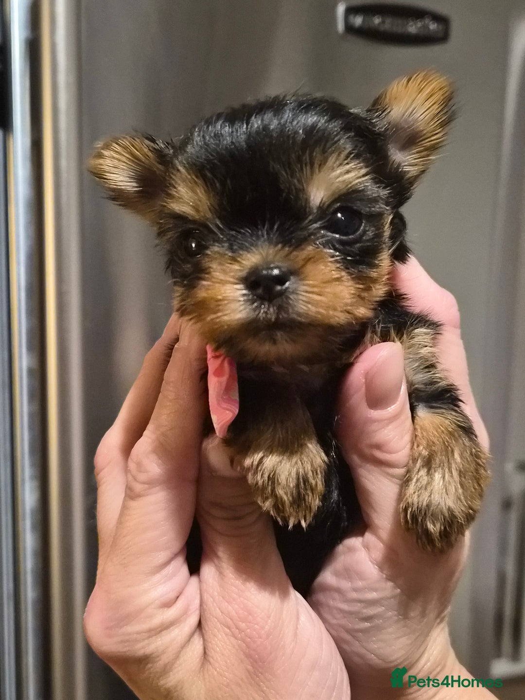 Yorkshire Terrier dogs for sale: 💝Beautiful Miniature Babies from 250g💝 - Image 5
