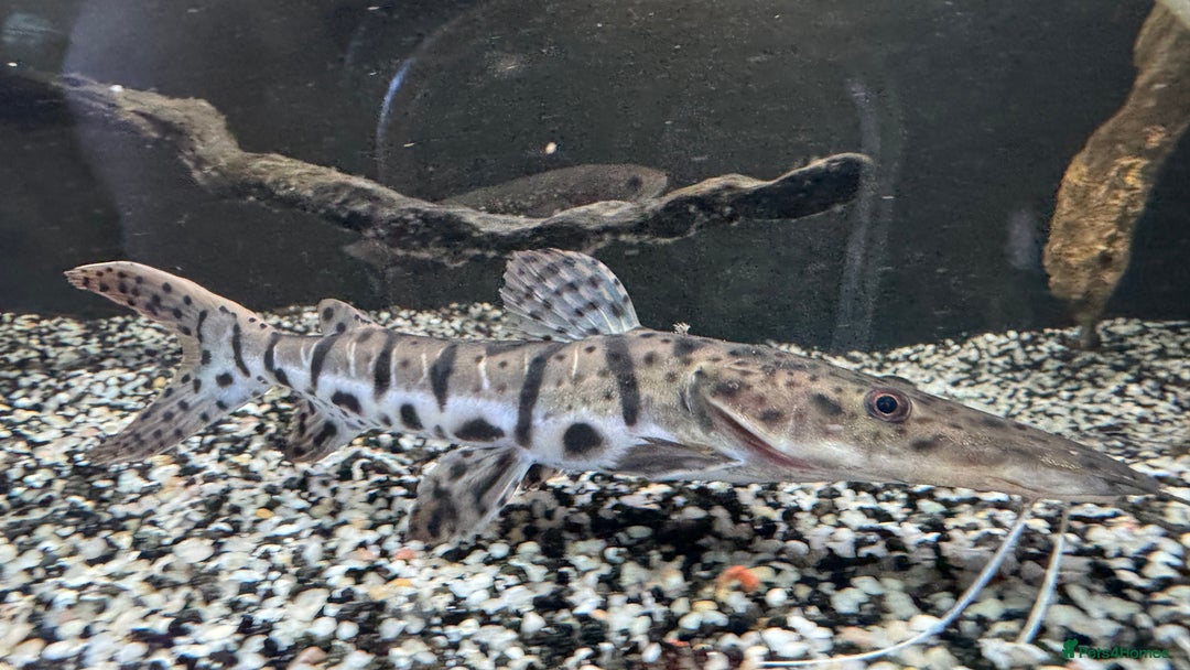 Catfish fish for sale: Tiger shovel nose catfish - Advert 1