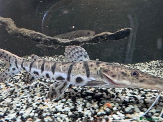 Catfish fish Tiger shovel nose catfish - Advert 3