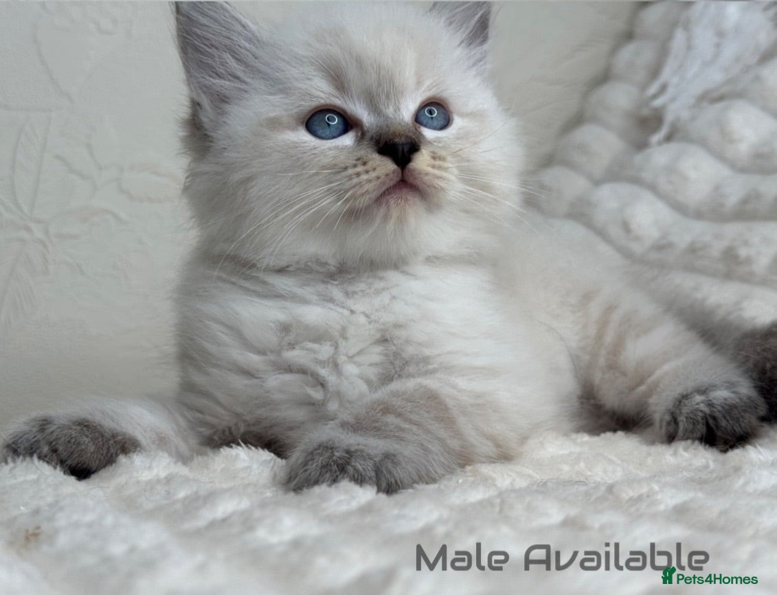 Ragdoll cats Pure Ragdoll Kitties  - Advert 1