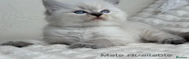 Ragdoll 1