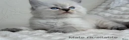 Ragdoll cats for sale: Pure Ragdoll Kitties  - Advert 1