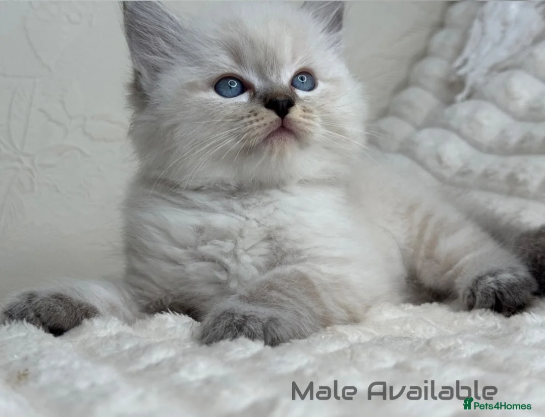Ragdoll cats for sale: Pure Ragdoll Kitties  - Advert 1