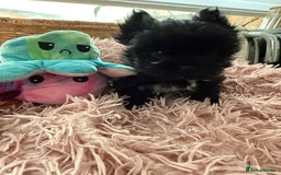 Yorkshire Terrier dogs for sale:  2 left Yorkshire terrier Black Biewer Ready To go - Image 15