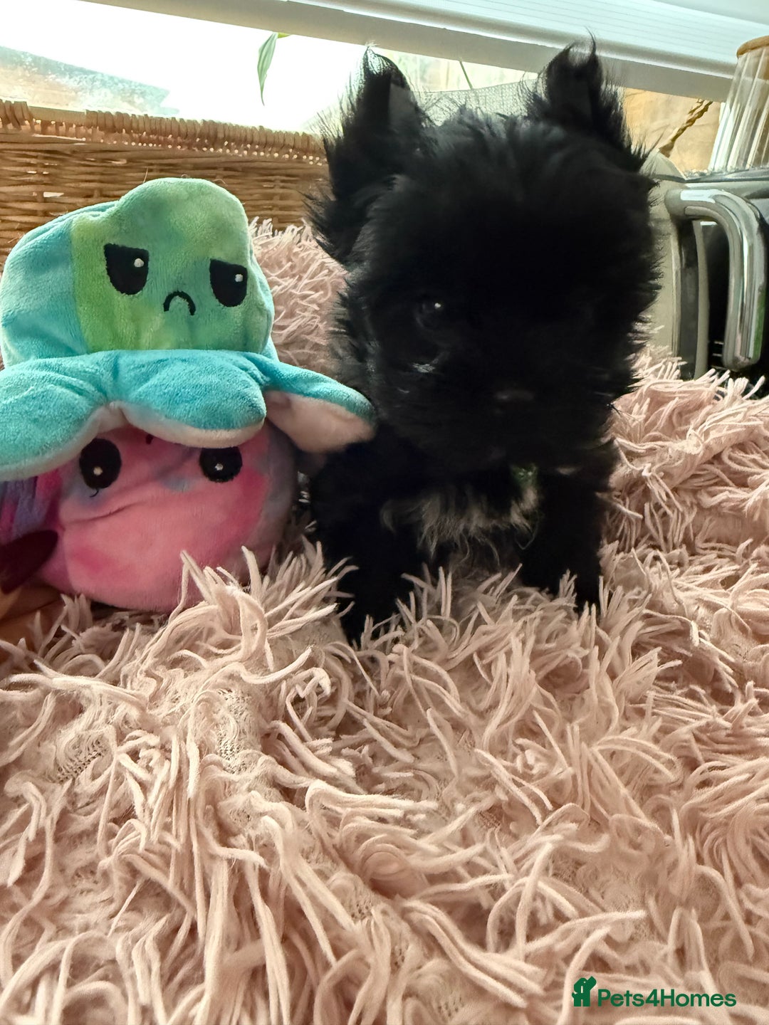 Yorkshire Terrier dogs for sale:  2 left Yorkshire terrier Black Biewer Ready To go - Image 15