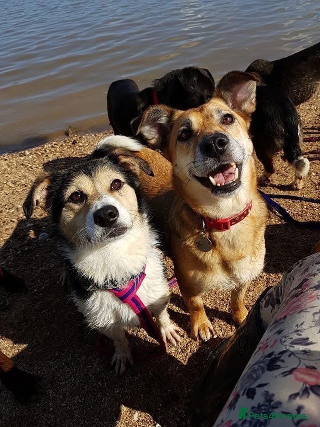 Mixed Breed dogs for adoption: Tara - Norwich Norfolk  - Advert 19