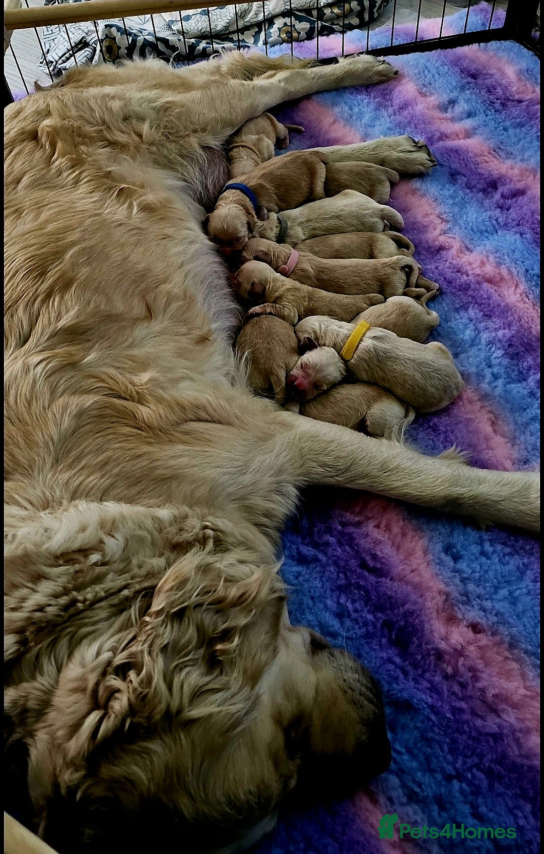 Golden Retriever dogs for sale: 🐕‍🦺Beautiful Pedigree Golden Retriever Puppies🦮 - Image 35