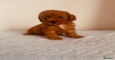 Maltipoo dogs 🐾 🌟 Maltipoo Puppies⭐️ READY NOW   - Advert 5