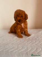 Maltipoo dogs 🐾 🌟 Maltipoo Puppies⭐️ READY NOW - Advert 5