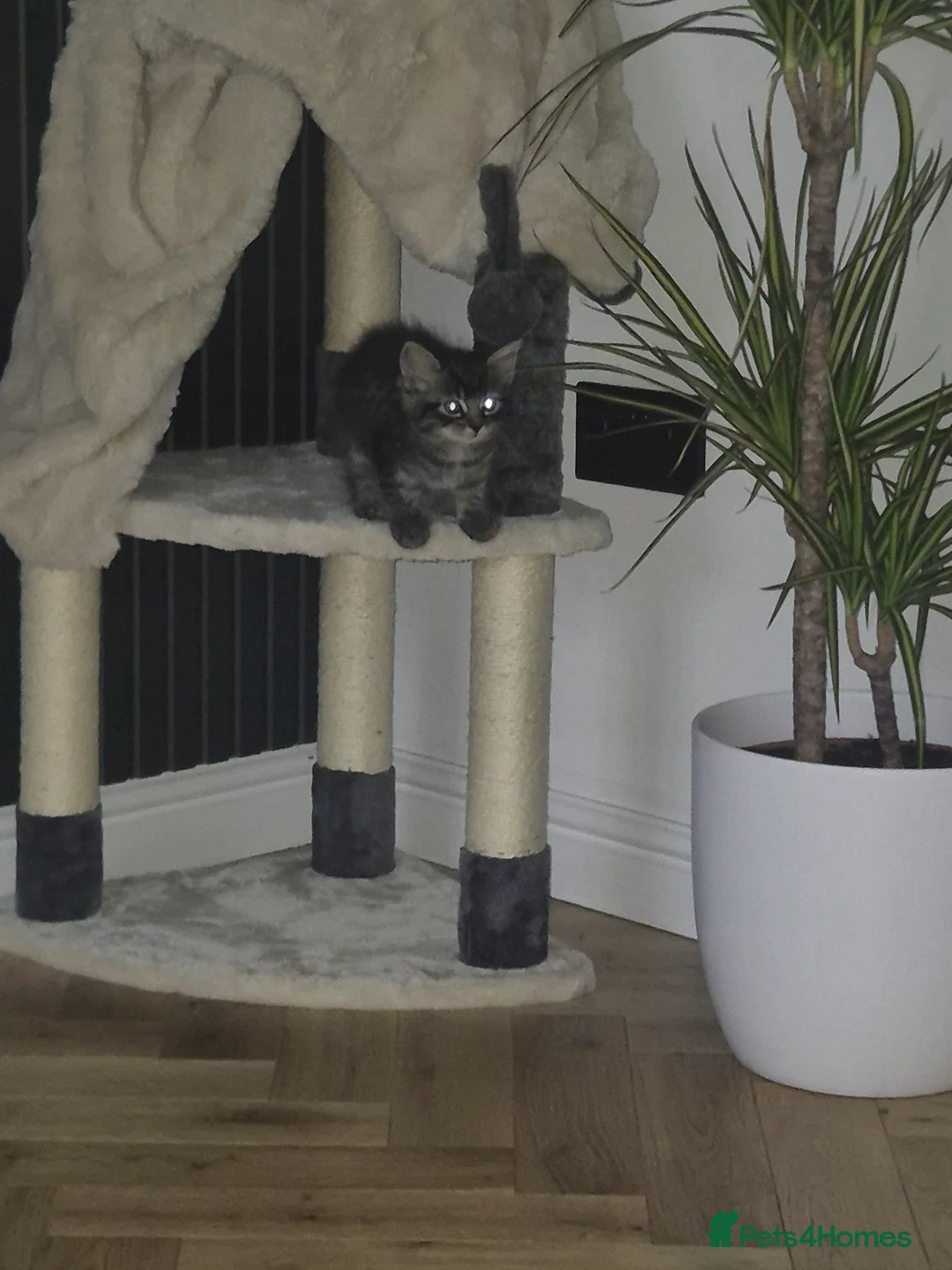Ragdoll cats for sale: Ragdoll x kitten for sale - 10 weeks old in Coatbridge - Advert 9