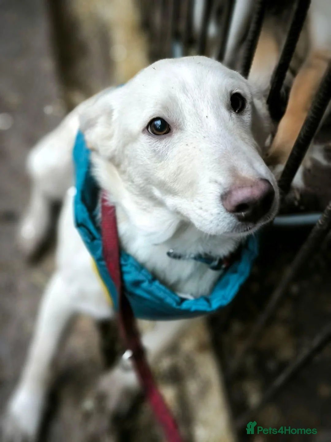 Mixed Breed dogs for adoption: 💙Morozko💙 - 8.5-month-old joyful boy - Advert 10